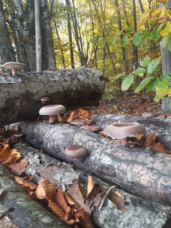 Πάνος Ιωαννίδης