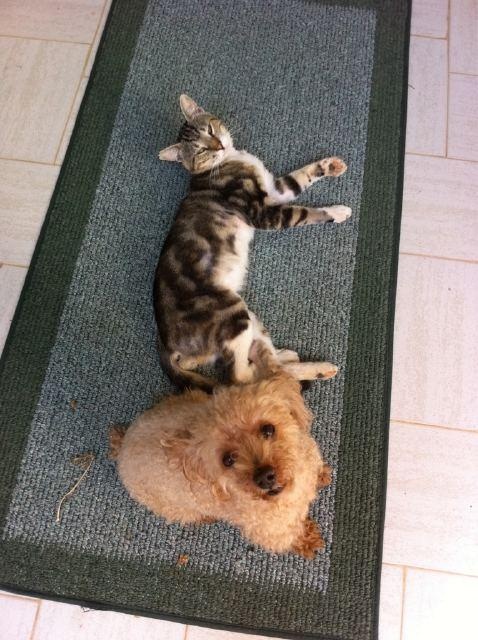 Δείτε με ποιους έχει πάει διακοπές η Δούκισσα Νομικού!