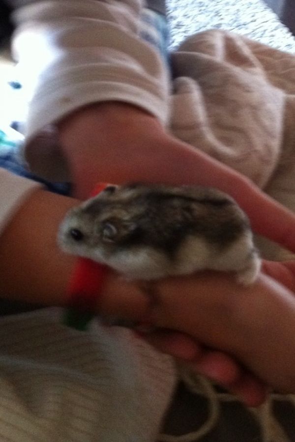 Ποια παρουσιάστρια δέχτηκε το χαριτωμένο καλεσμένο των παιδιών της;