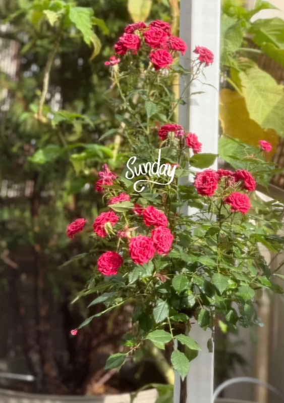 zeta_makripoulia_official